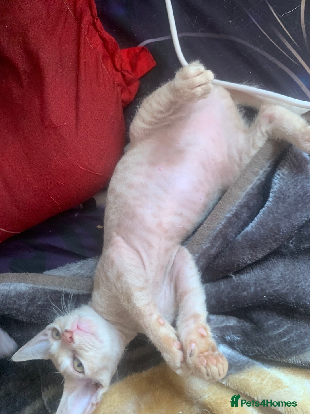 Sphynx cats for sale: Nice Sphinx kitten  - Image 5