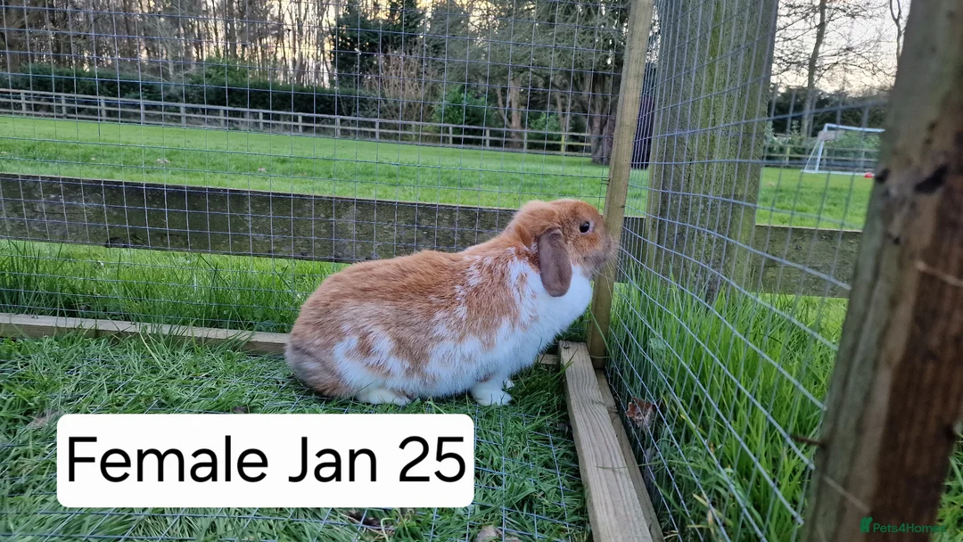 Mini Lop rabbits for sale: Mini lops for sale - Advert 5