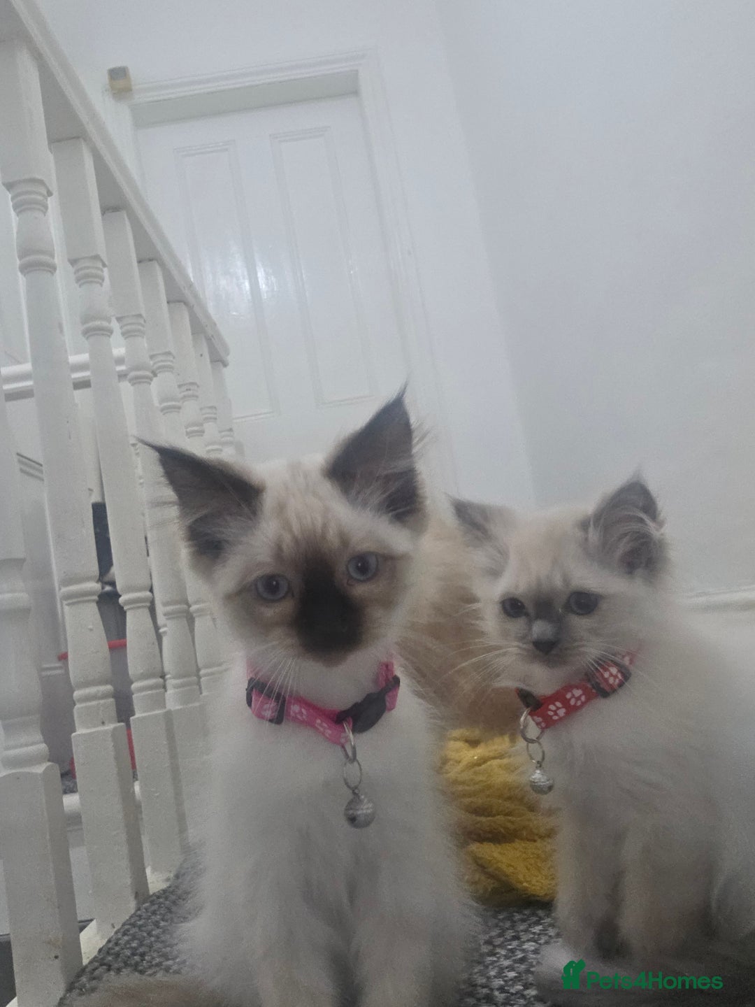 Ragdoll cats for sale: Beautiful Ragdoll kittens ready for a new home  - Advert 3