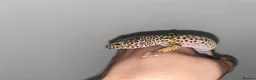 Leopard Gecko reptiles for sale: Leopard gecko rescue in Todmorden - Advert 3
