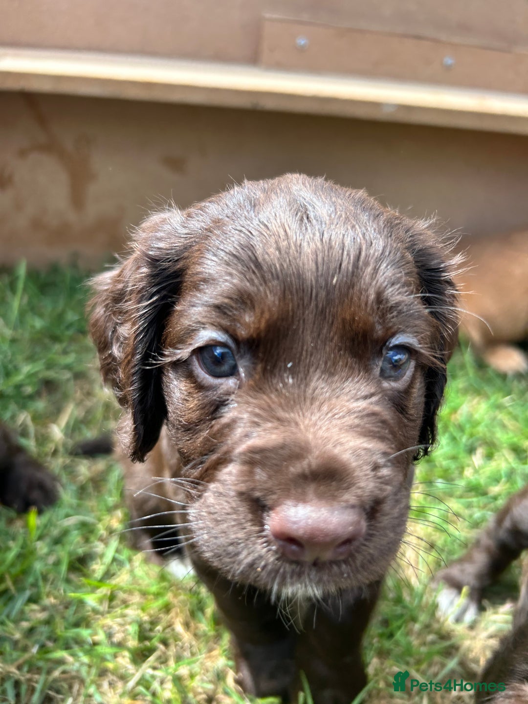 Sprocker dogs for sale: 3 beautiful Sprocker Spaniels  - Image 19