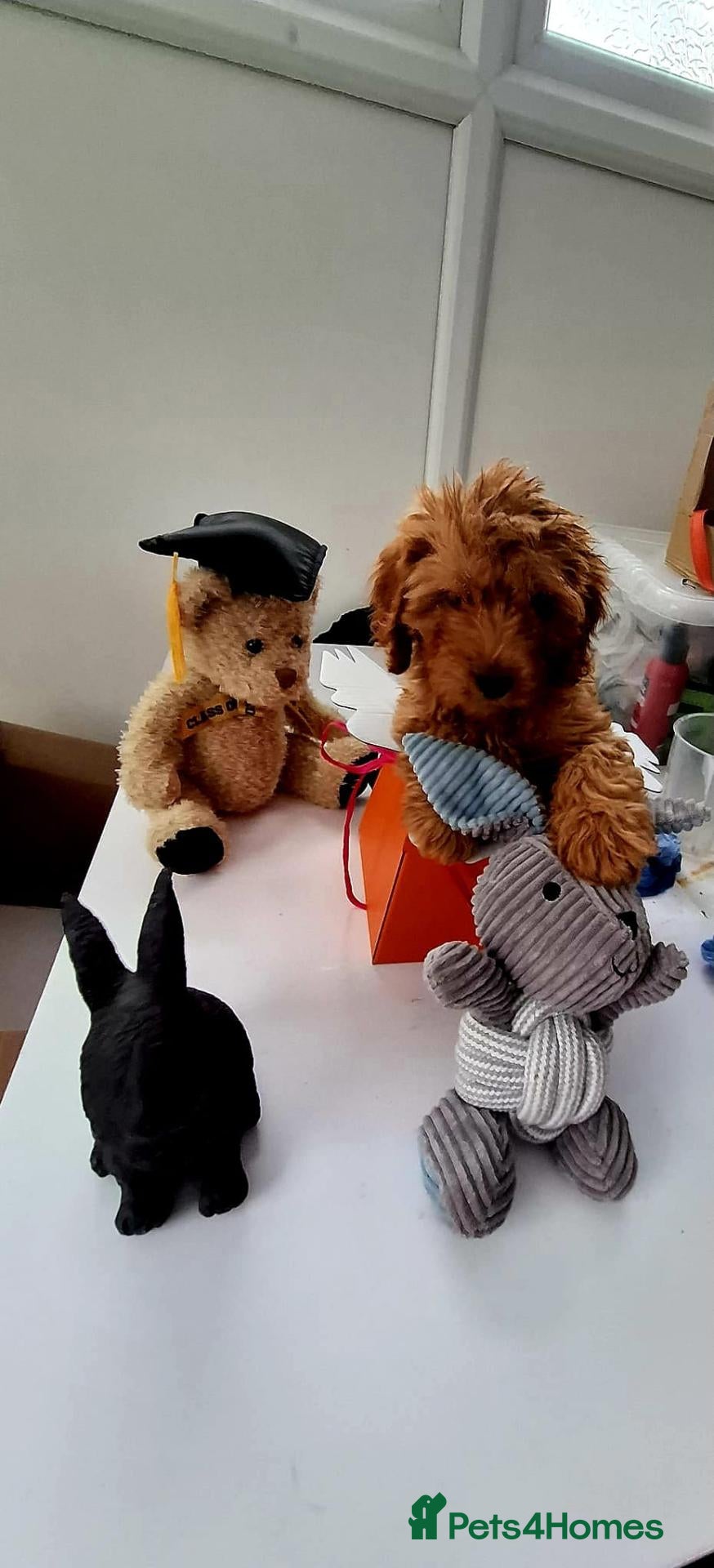 Cavapoo dogs 2 LEFT!! 4 Weeks free insurance  - Advert 8