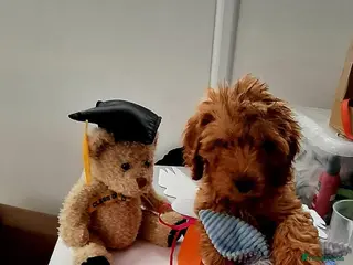Cavapoo dogs 2 LEFT!! 4 Weeks free insurance - Advert 8