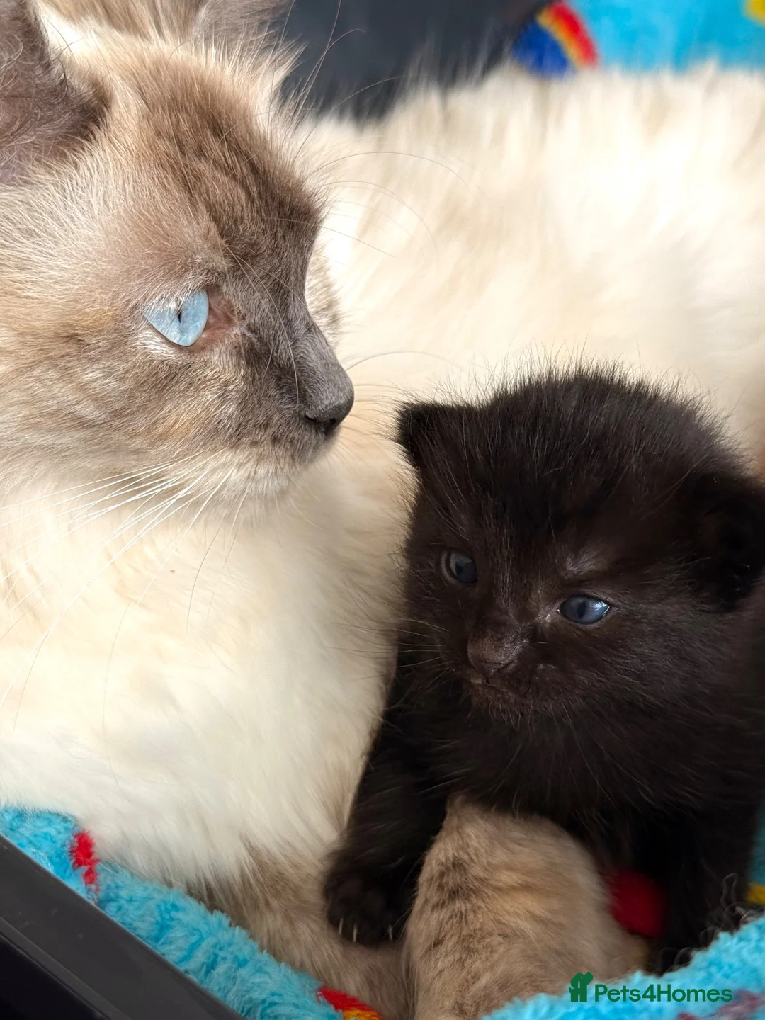 Ragdoll cats for sale: Ragdoll/ British mixed boy  in Lincoln - Advert 7