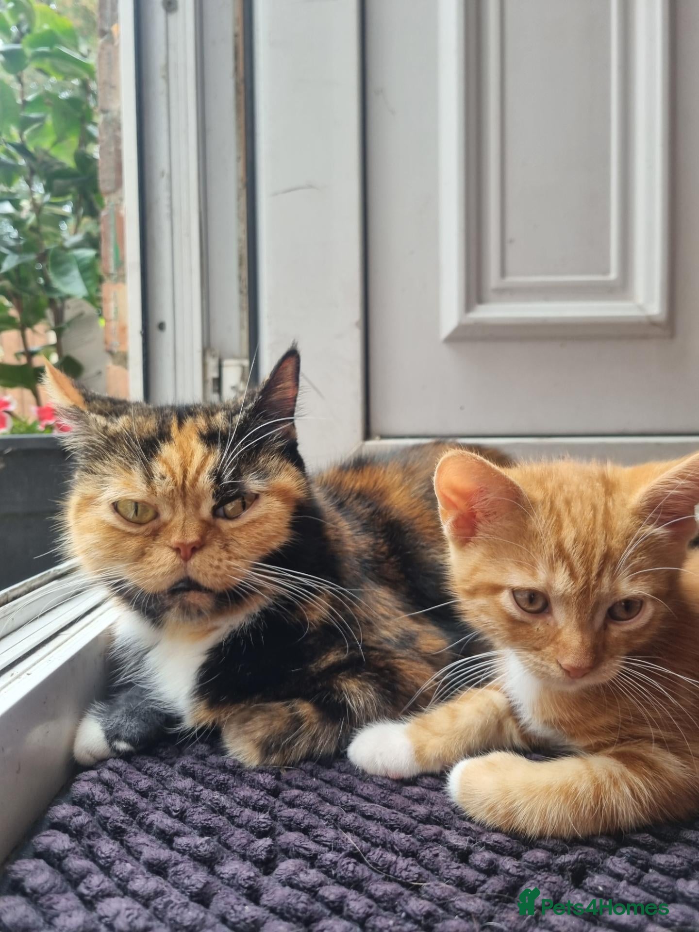 Mixed Breed cats Lovely Kittens Looking for Their Forever Homes 🐾 - Advert 1