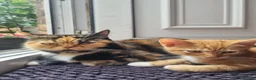 Mixed Breed cats for sale: Lovely Kittens Looking for Their Forever Homes 🐾 - Advert 1