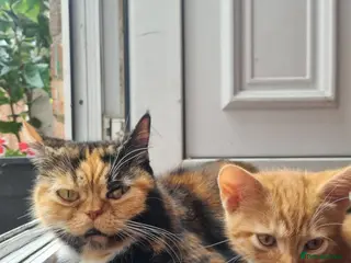 Mixed Breed cats Lovely Kittens Looking for Their Forever Homes 🐾 - Advert 1