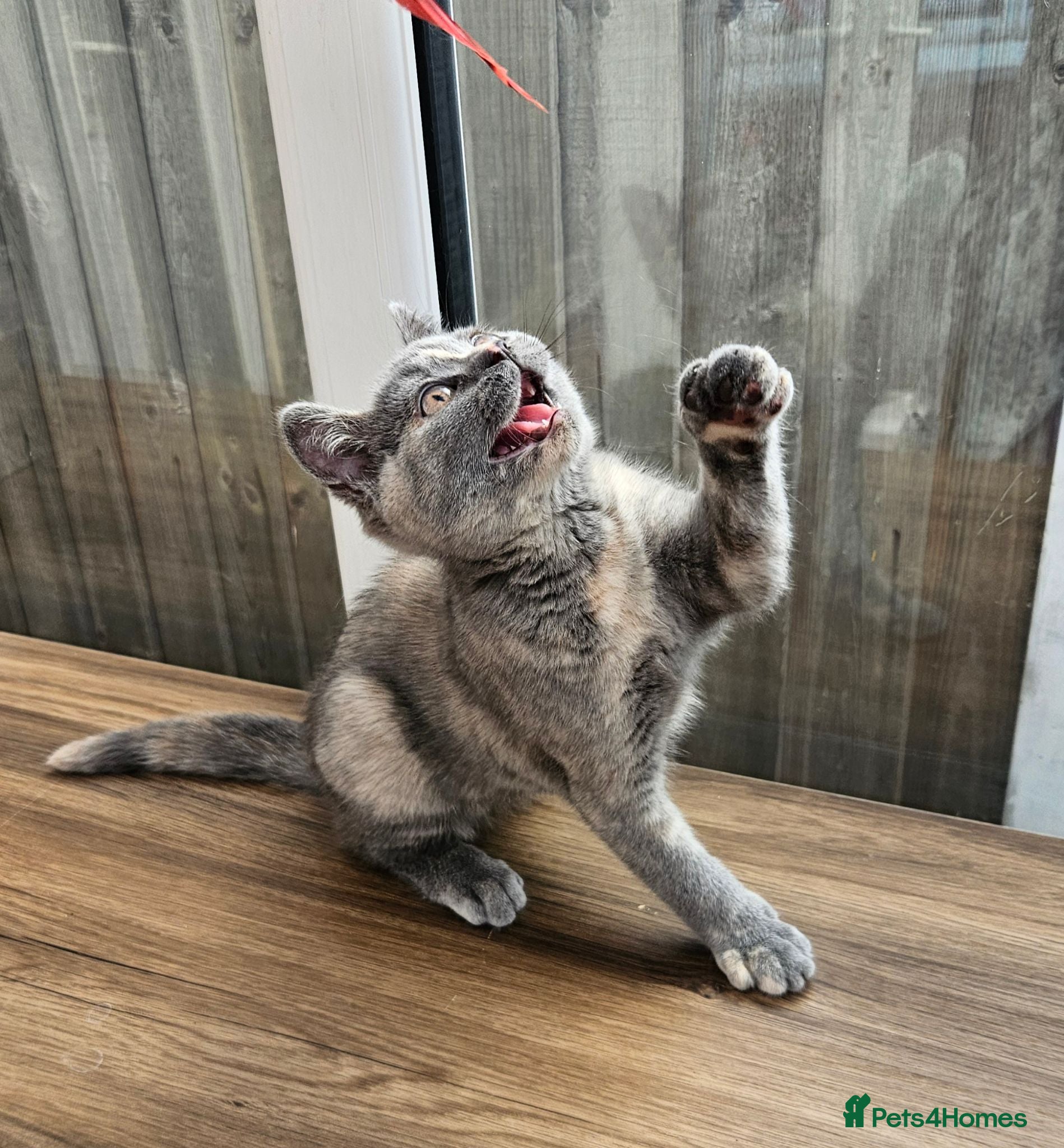 British Shorthair cats British shorthair kittens  - Advert 1