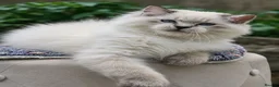 Ragdoll cats for sale: Stunning TICA-Registered Ragdoll Boys Ready Now  - Advert 2