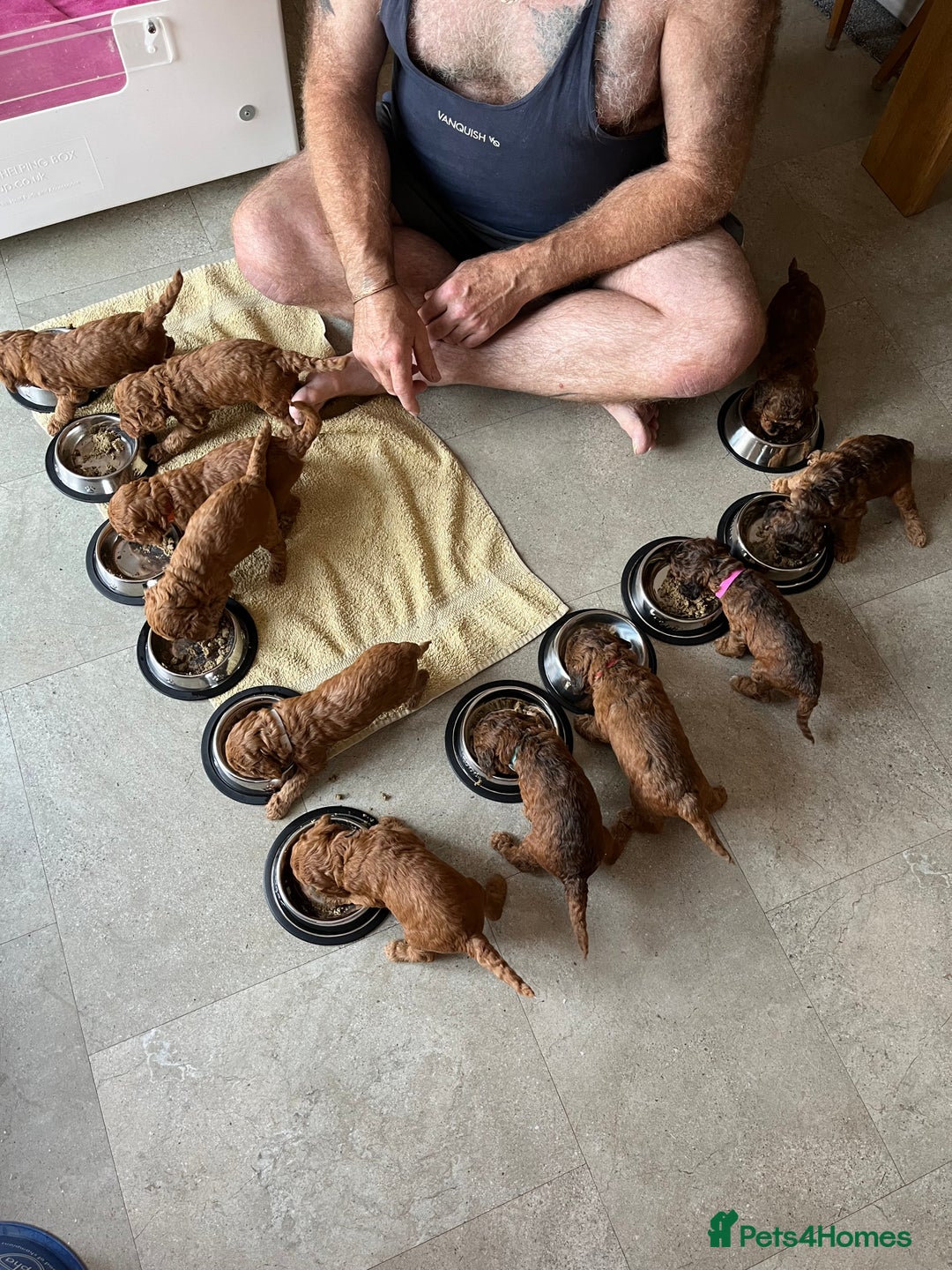 Cockapoo dogs for sale: F2B Red Cockapoos **BOTH PARENTS DNA CLEAR** - Image 16