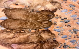 Toy Poodle dogs for sale: 3 stunning toy poodle females  - Image 11