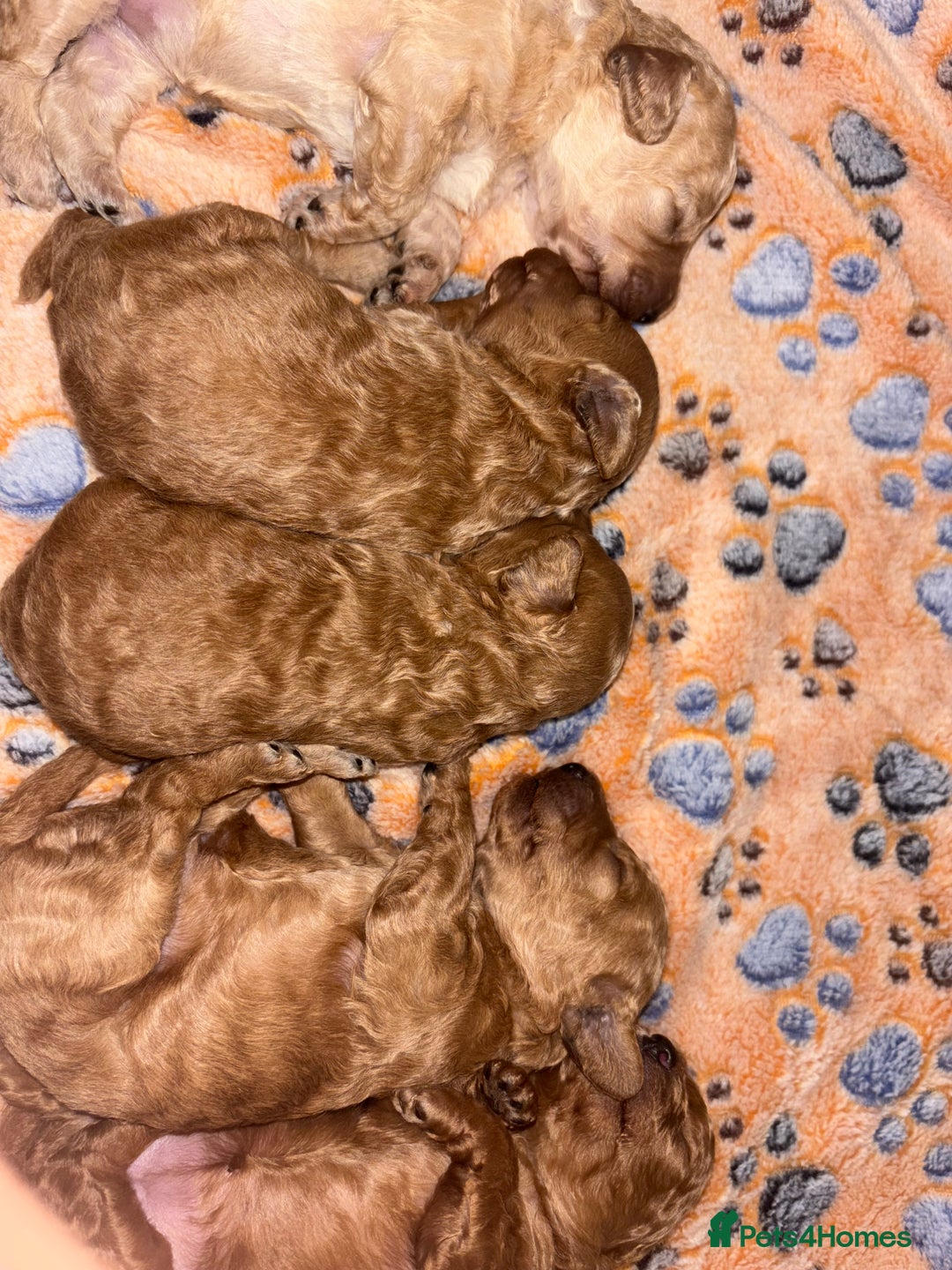 Toy Poodle dogs for sale: 3 stunning toy poodle females  - Image 11