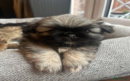 Mixed Breed dogs for sale: Pekingese / Pomeranian puppies for sale - REDUCED  in Leicester - Image 11