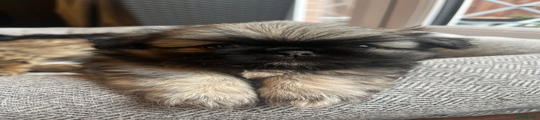 Cream/blue fluffy Girl 