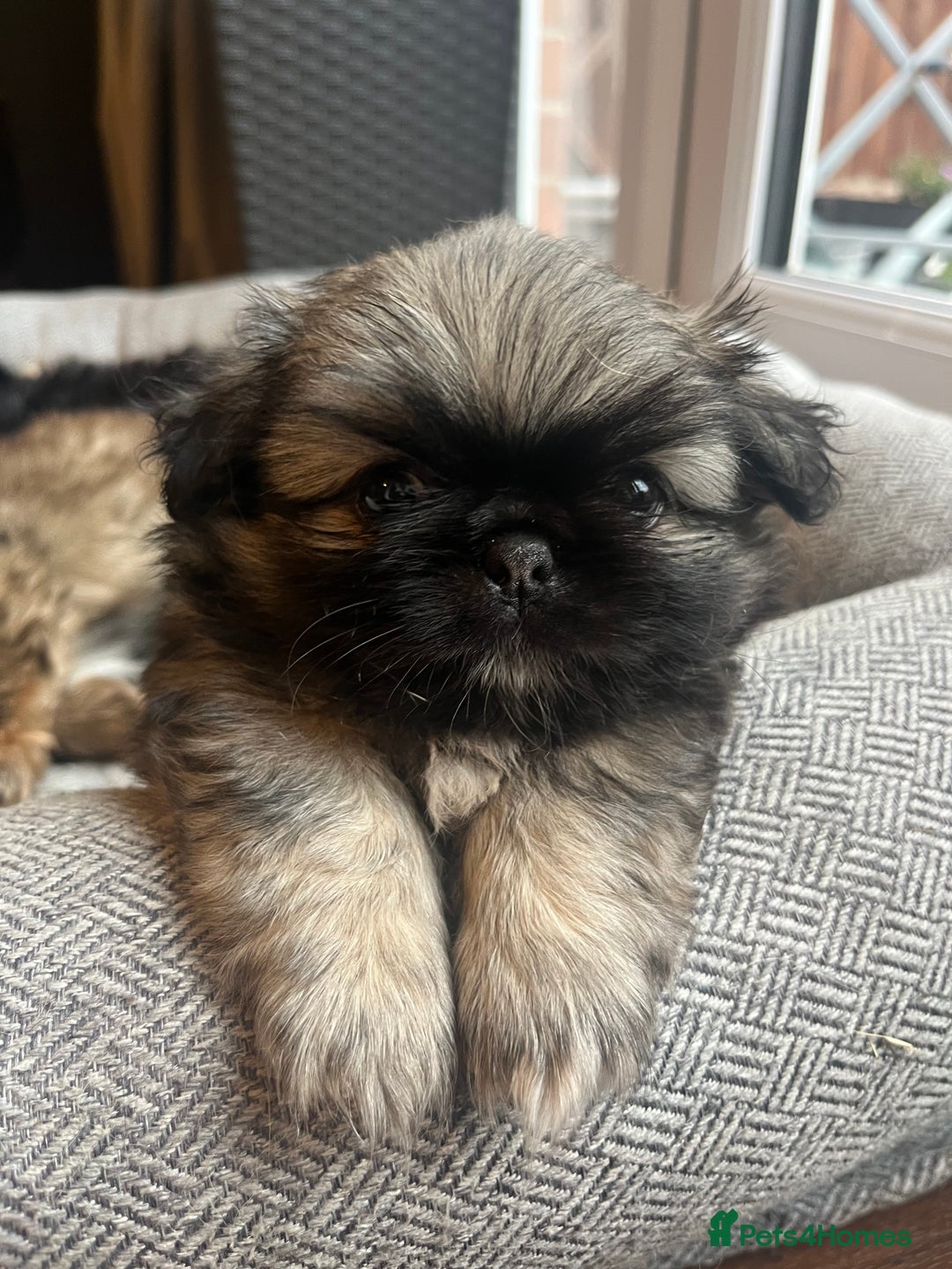 Mixed Breed dogs for sale: Pekingese / Pomeranian puppies for sale - REDUCED  in Leicester - Image 11