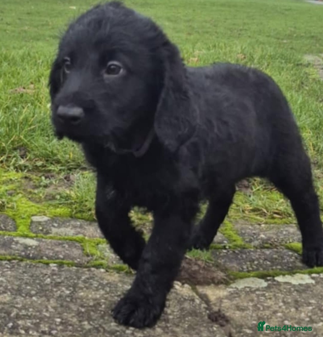 Labradoodle dogs for sale: F1 labradoodles READY NOW - Advert 18