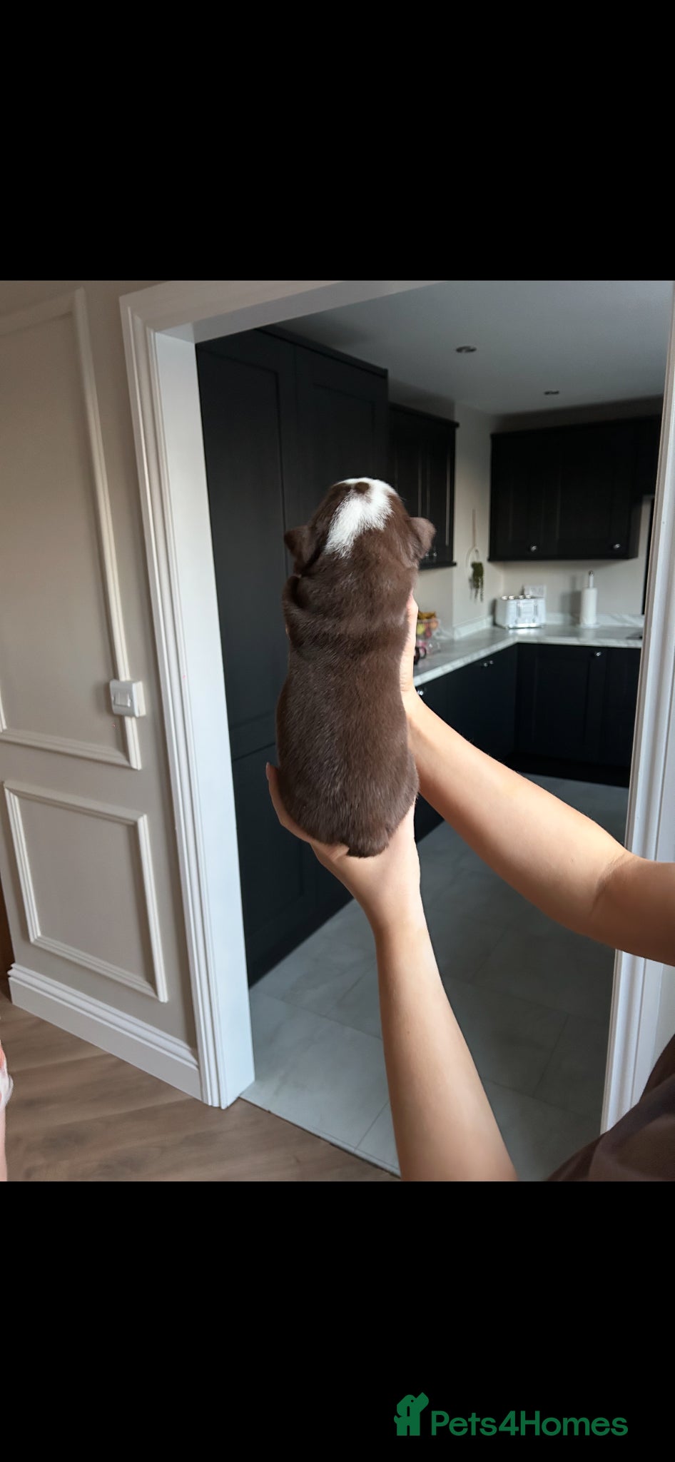 English Bulldog dogs for sale: Beautiful little of 3 English bulldogs  in Consett - Advert 13