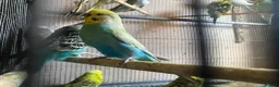 Budgerigars birds for sale: Young budgies for sale ,many available  - Advert 8