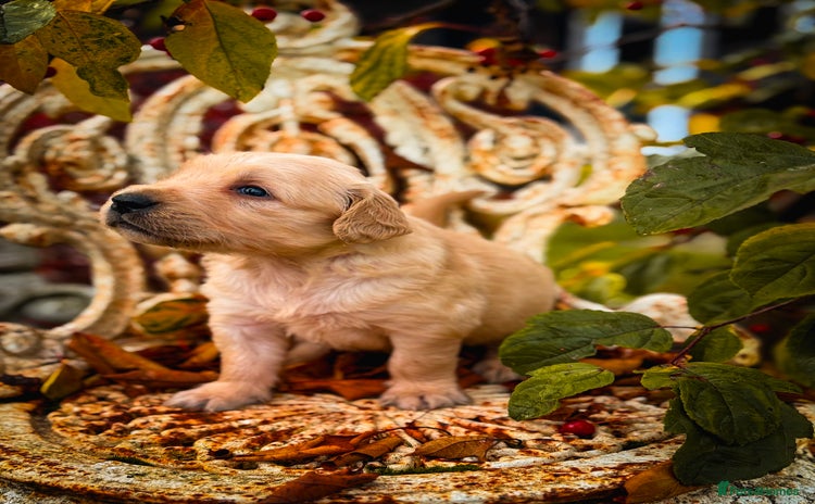 Golden Retriever dogs - Advert 7