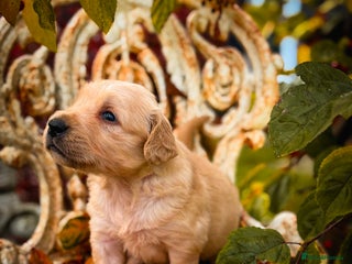 Golden Retriever dogs - Advert 21