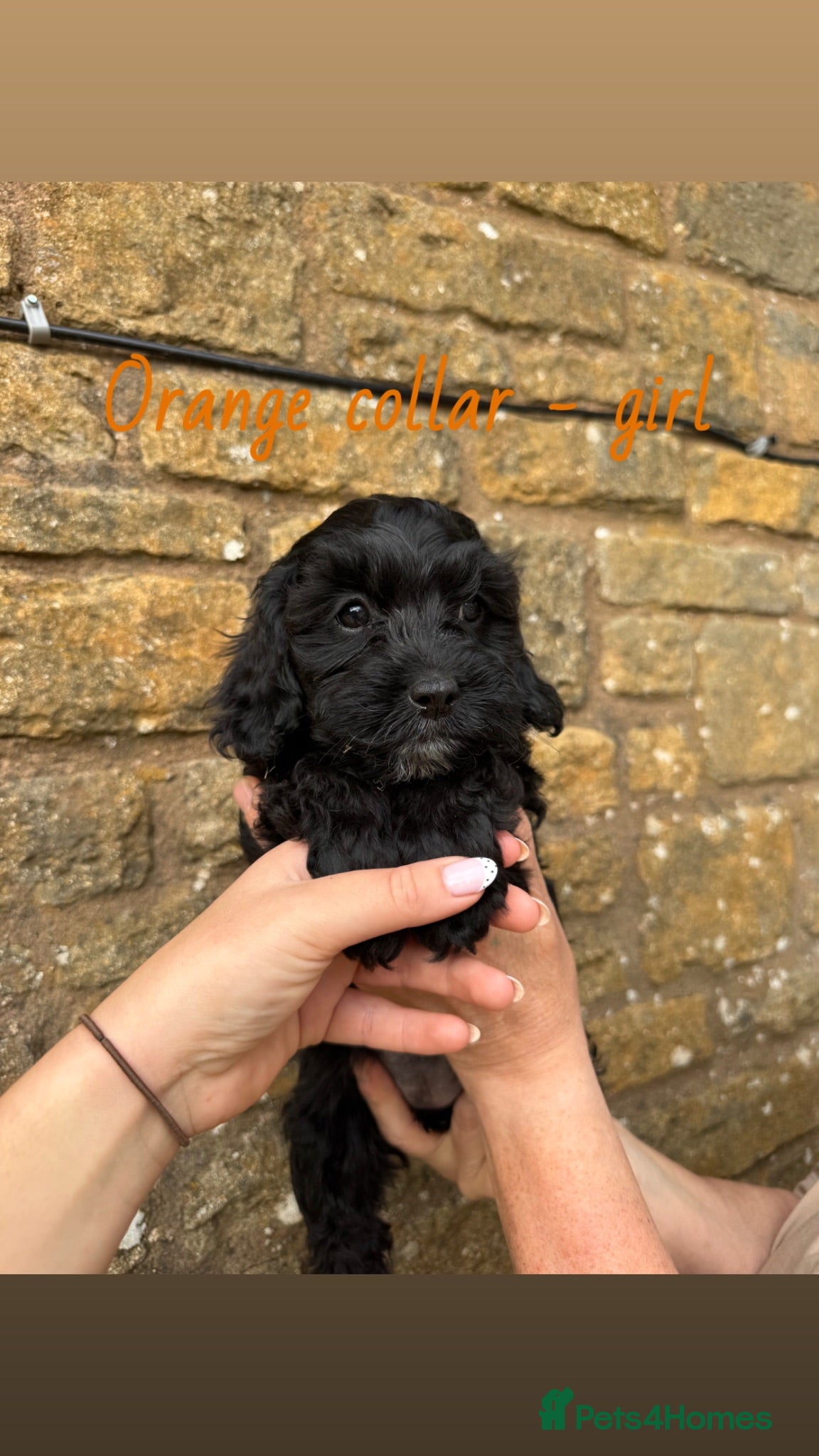Cavapoo dogs LAST 2 CAVAPOOS READY TO GO NOW💙🩷 - Advert 7