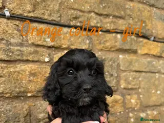Cavapoo dogs LAST 2 CAVAPOOS READY TO GO NOW💙🩷 - Advert 6