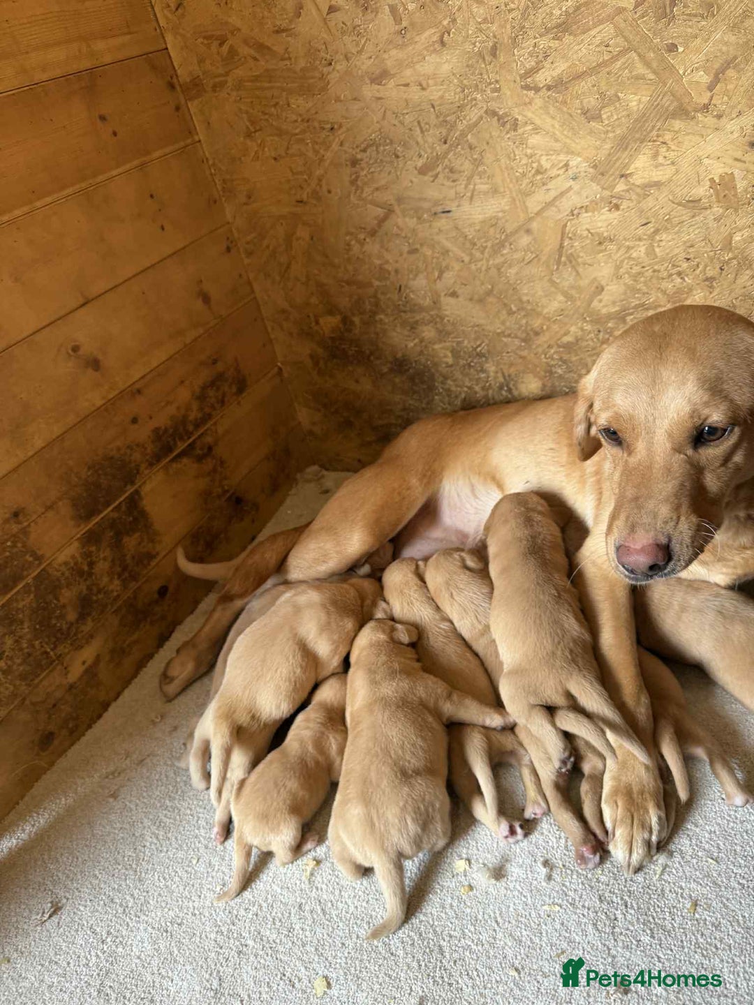 Labrador Retriever dogs for sale: KC Registered labradores ready to leave  - Image 17