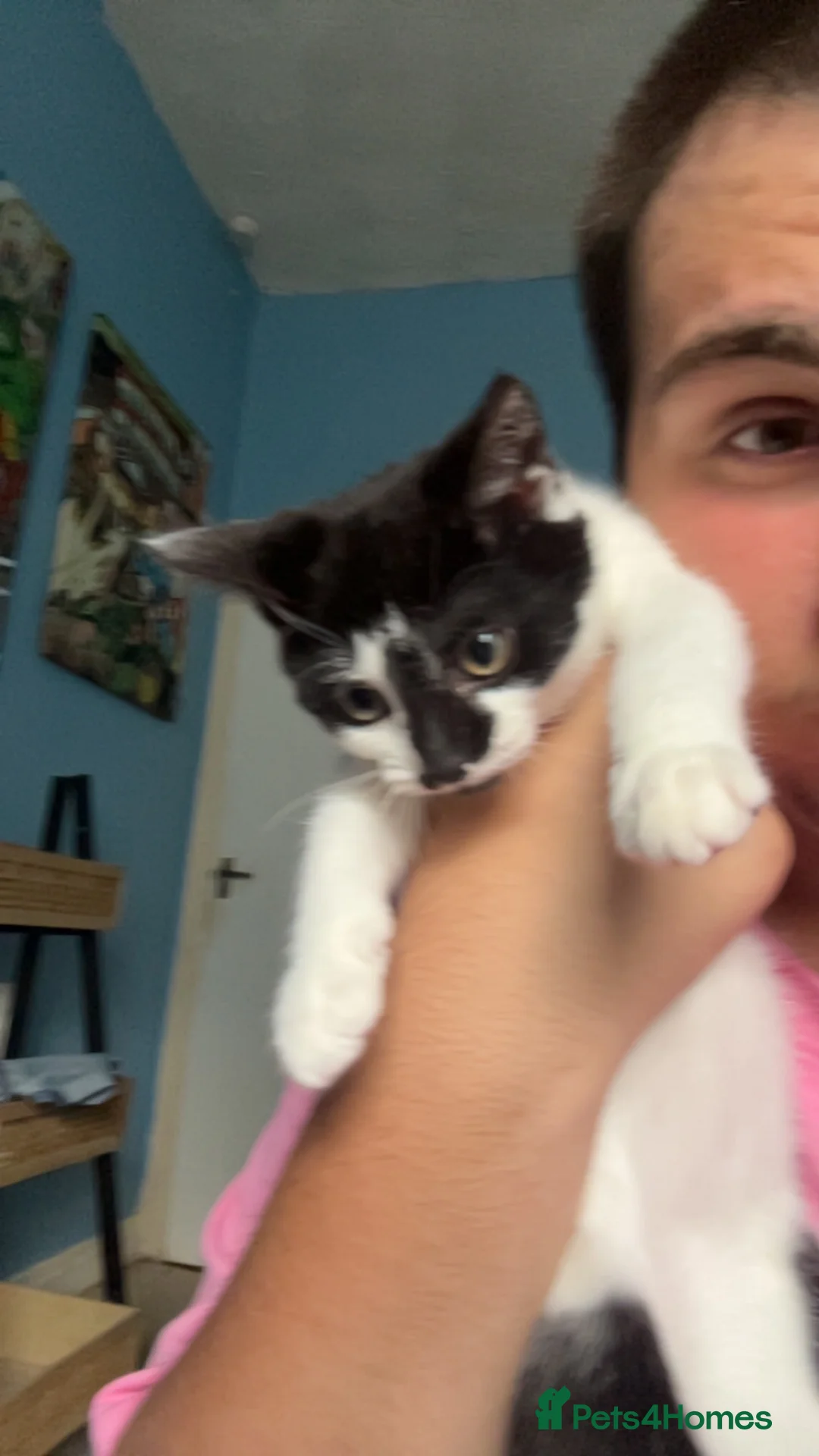 Mixed Breed cats for sale: COLLECTION ONLY  - Advert 2