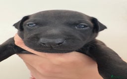 Italian Greyhound dogs for sale: Beautiful Italian Greyhound puppies for sale  - Image 15