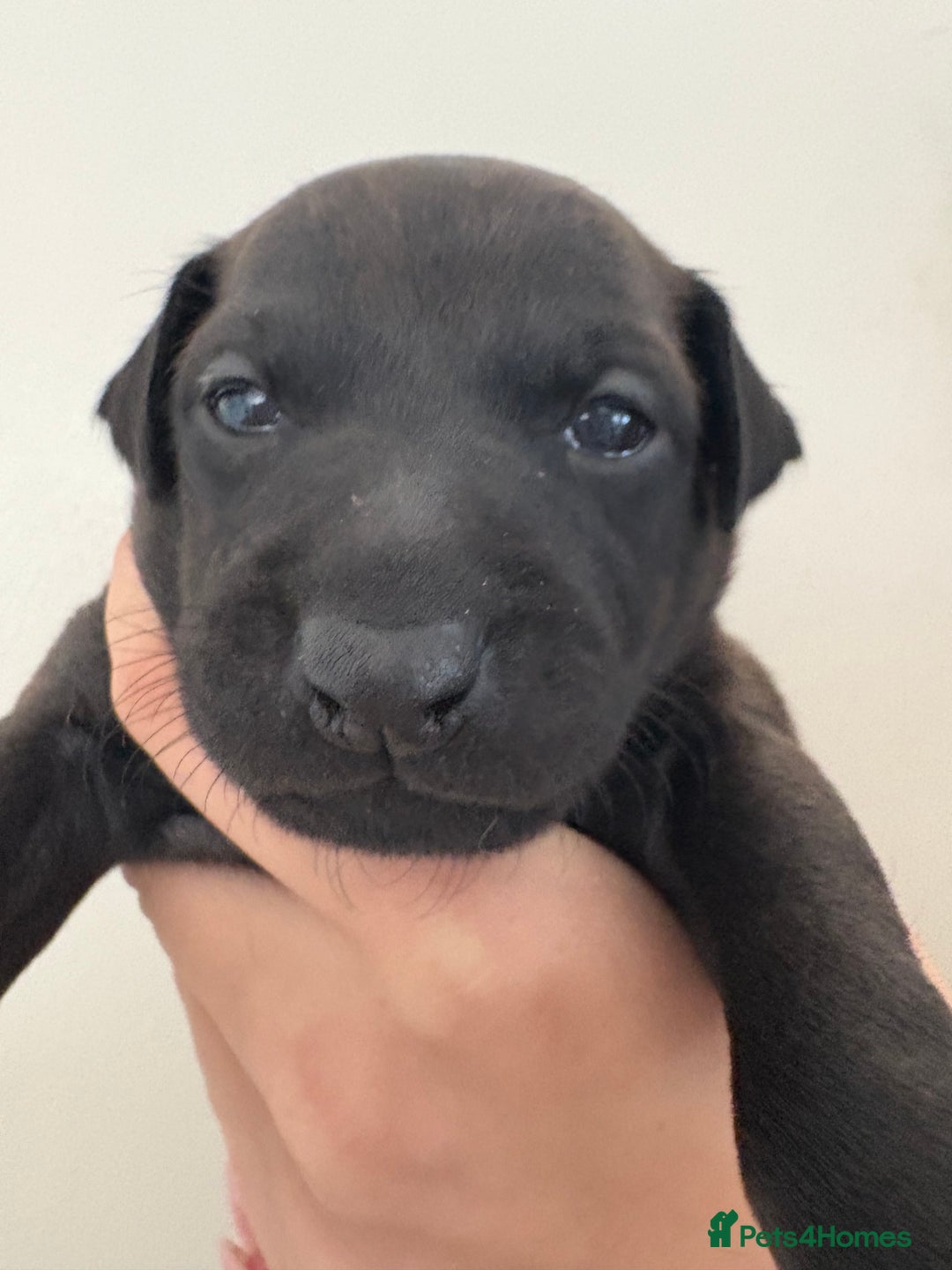 Italian Greyhound dogs for sale: Beautiful Italian Greyhound puppies for sale  - Image 15