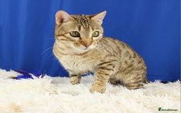 Bengal cats for sale: 🔥Retired Bengal Queen🔥 - Image 4
