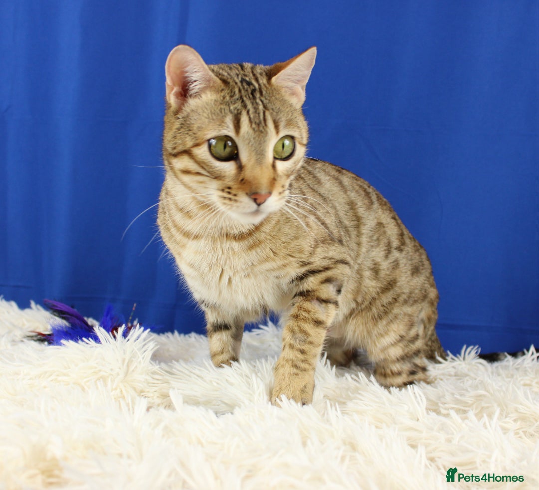 Bengal cats for sale: 🔥Retired Bengal Queen🔥 - Image 4