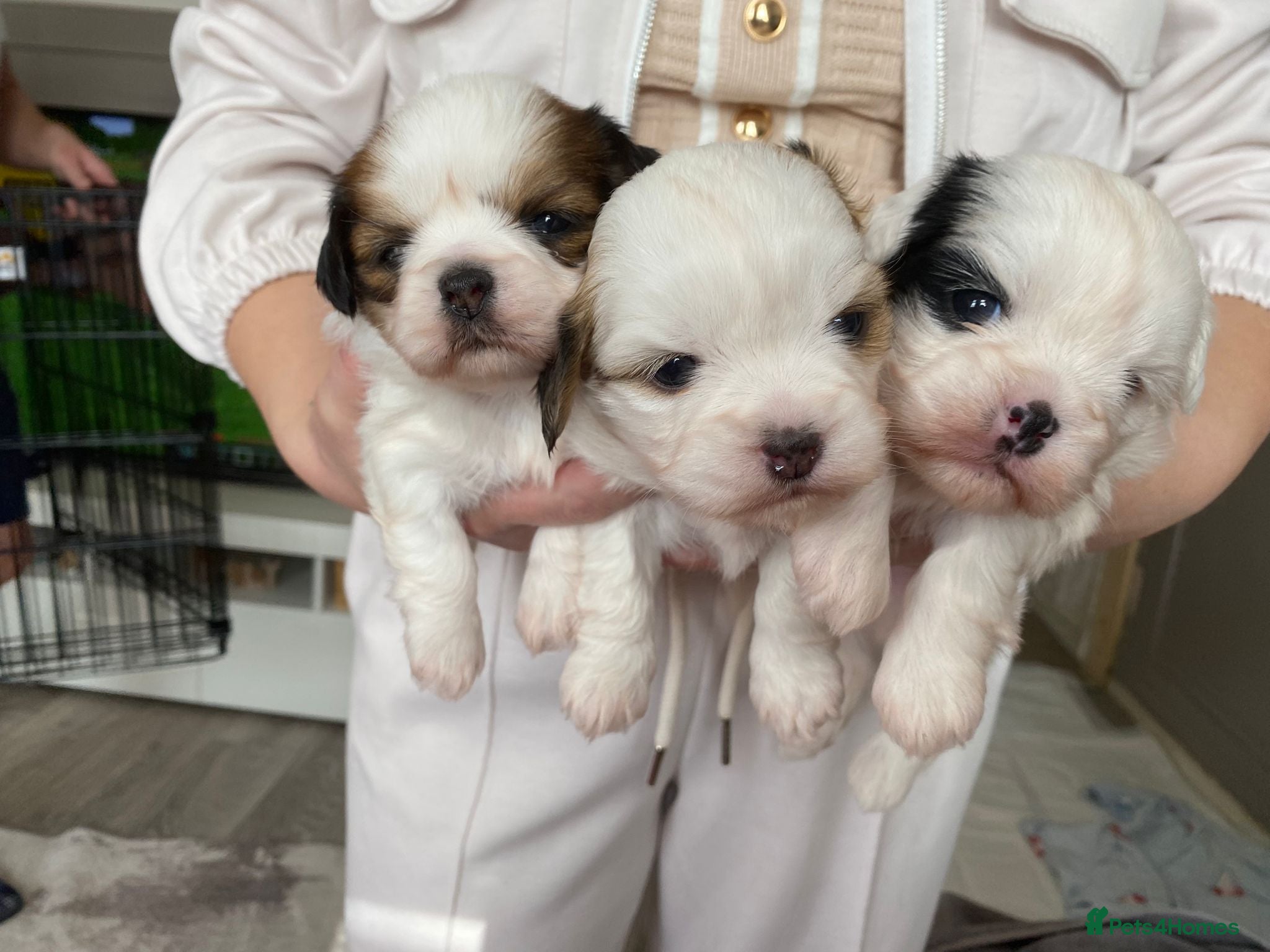 Shih Tzu dogs Tiny shihion puppys for sale - Advert 18