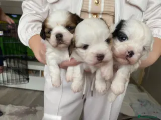 Shih Tzu dogs Tiny shihion puppys for sale - Advert 18
