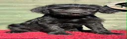 Mixed Breed dogs for sale: Labraguese Puppies for sale - Advert 12