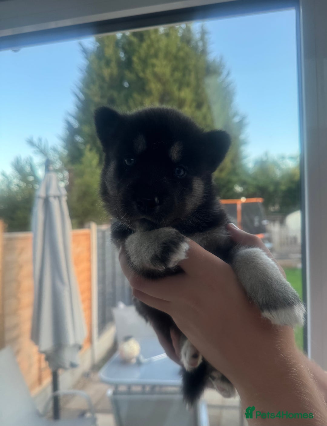 Siberian Husky dogs for sale: Beautiful Chunky Siberian Husky Puppies  - Image 24
