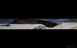 Mixed Breed dogs for sale: Whippet cross lurcher pups - Advert 4