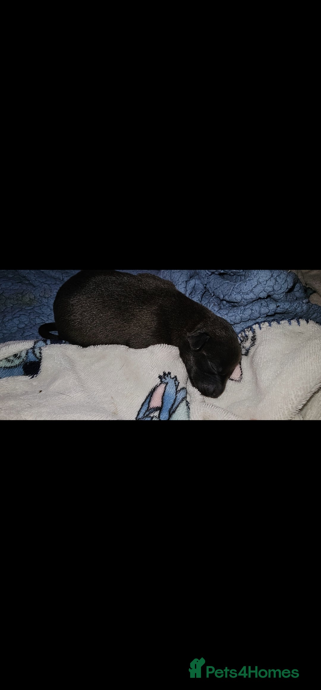 Mixed Breed dogs for sale: Whippet cross lurcher pups - Advert 4