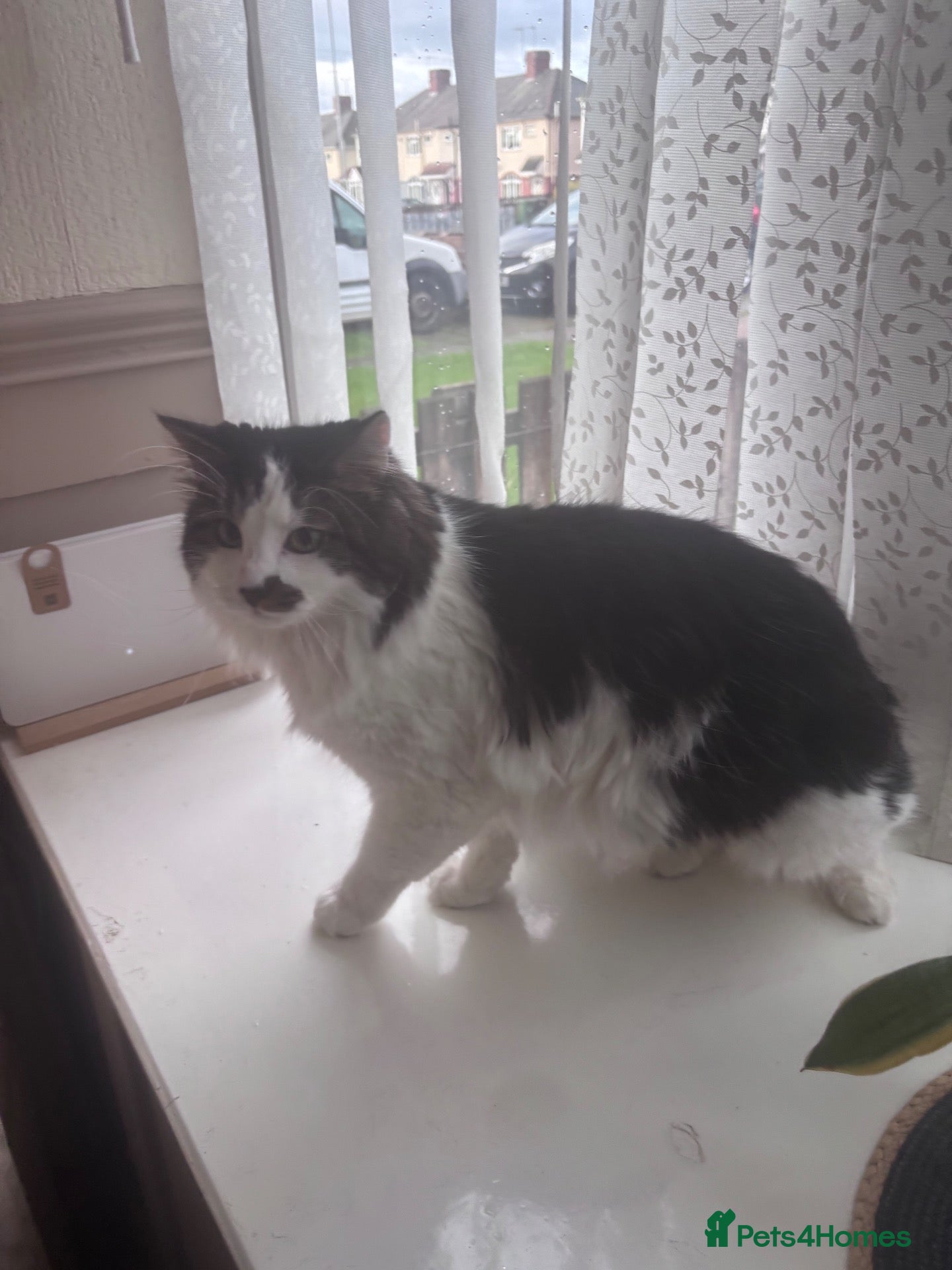 Mixed Breed cats Brother and sister cats  - Advert 7