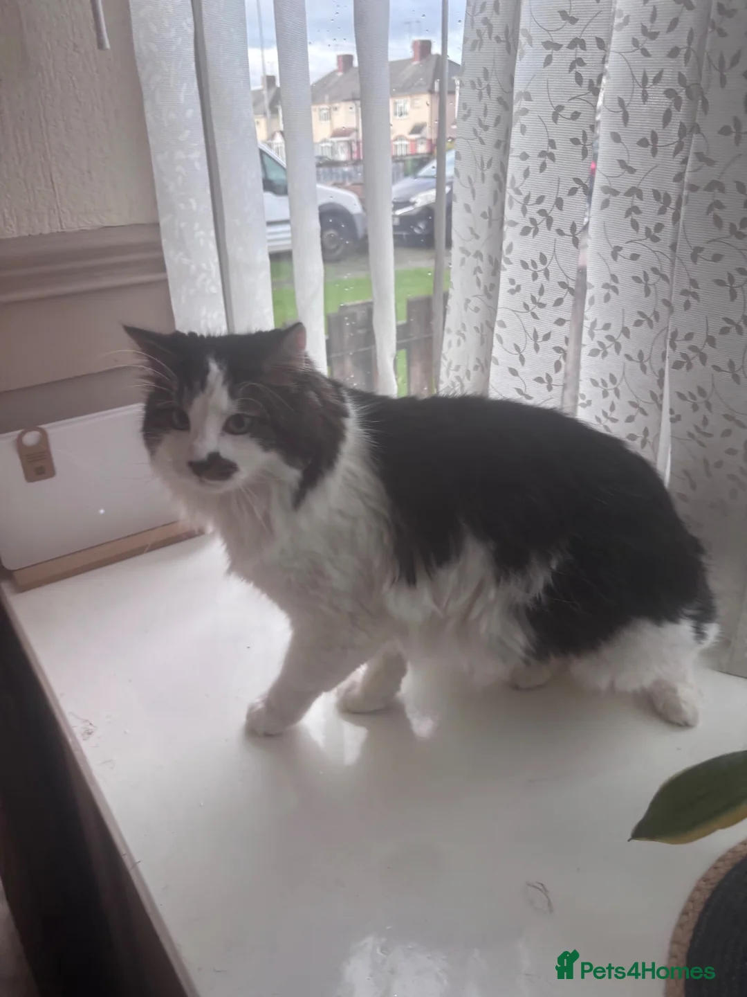 Mixed Breed cats for sale: Brother and sister cats  in Wolverhampton - Advert 1