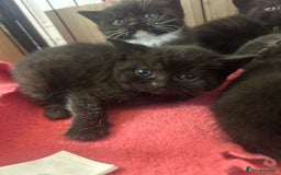 British Shorthair cats for sale: British Shorthair kittens for sale - Image 15