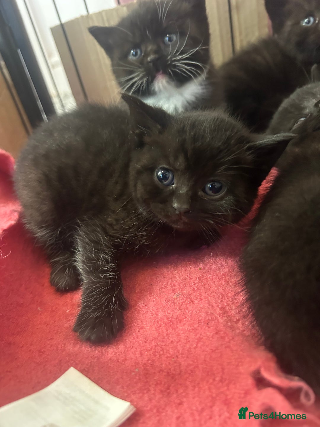 British Shorthair cats for sale: British Shorthair kittens for sale - Image 15