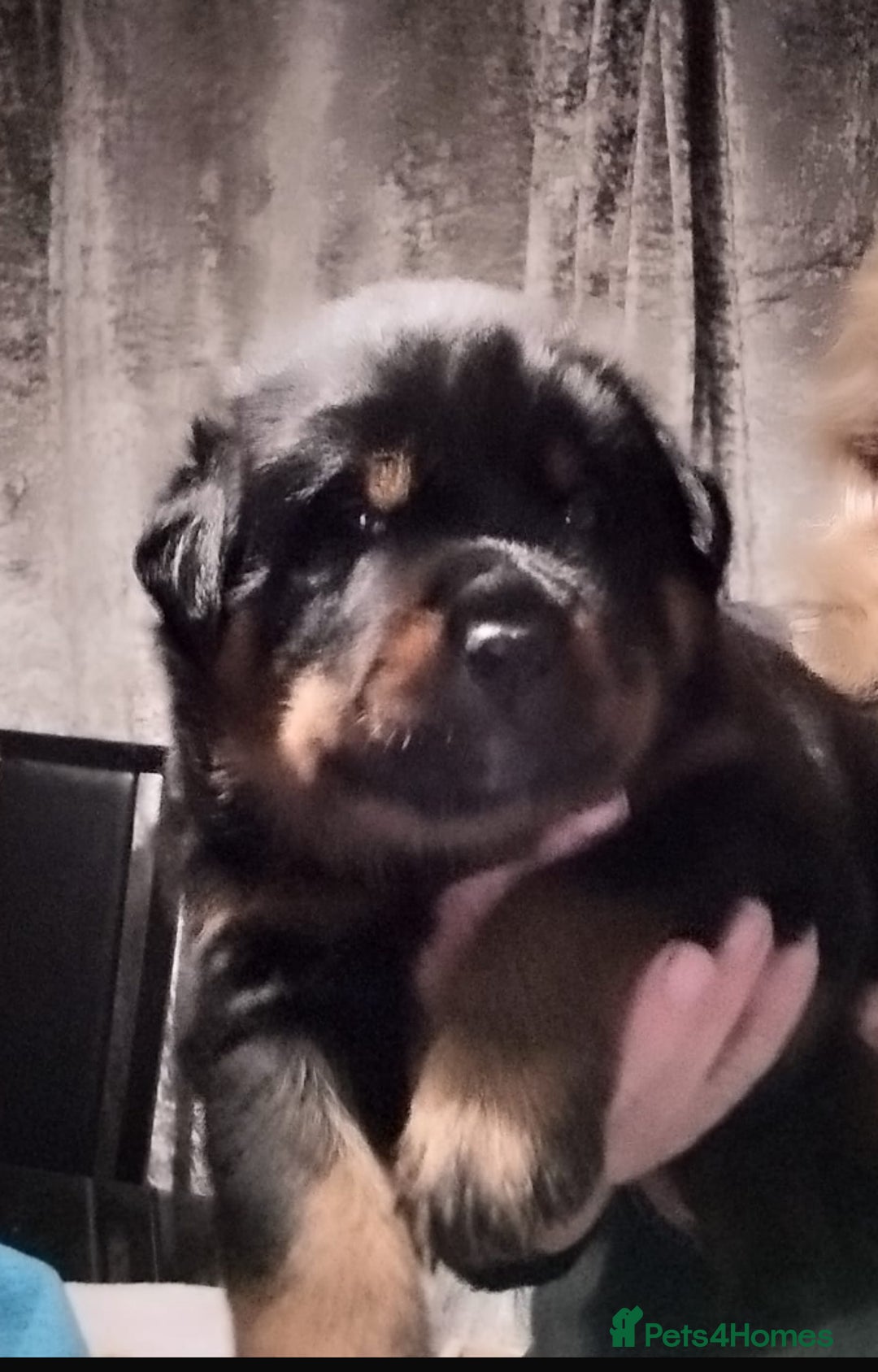 Rottweiler dogs for sale: 4 Gorgeous Rottweiler Puppies - Advert 28