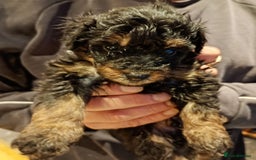 Mixed Breed dogs for sale: Beautiful pomapoo X puppies  - Image 5