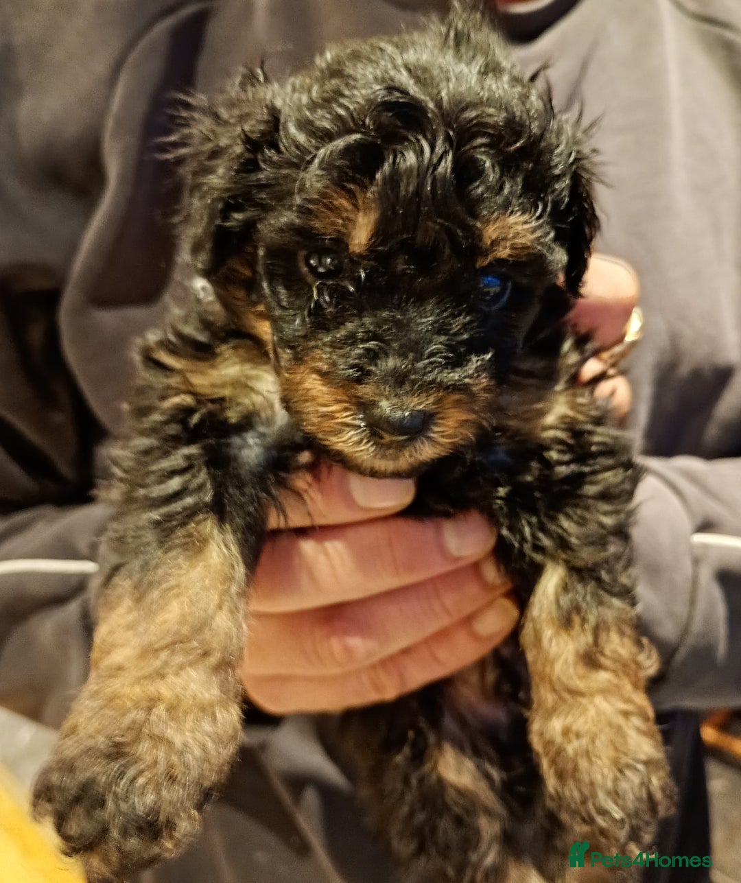 Mixed Breed dogs for sale: Beautiful pomapoo X puppies  - Image 5