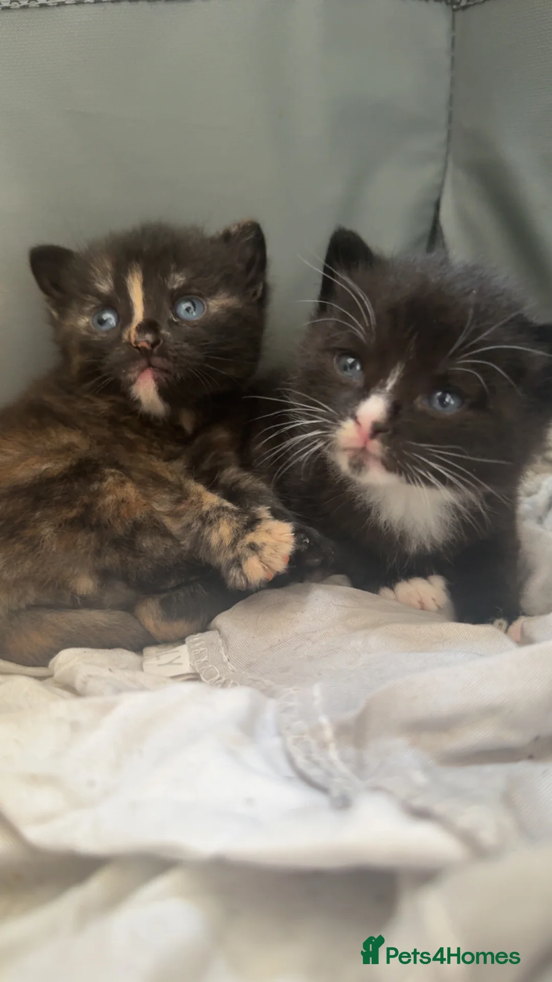 Mixed Breed cats for sale: 2 kittens for sale - Advert 2