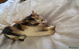 Mixed Breed cats for sale: Two kittens looking for forever home - Image 9
