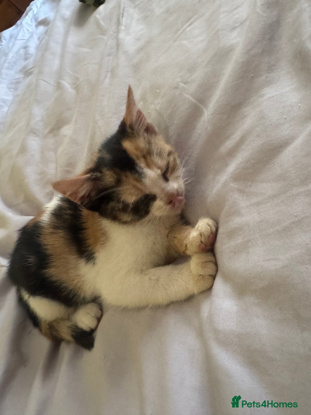 Mixed Breed cats for sale: Two kittens looking for forever home - Image 9