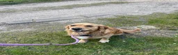 Goldador dogs for sale: Goldador puppies expected 24/06/2026!! - Advert 1