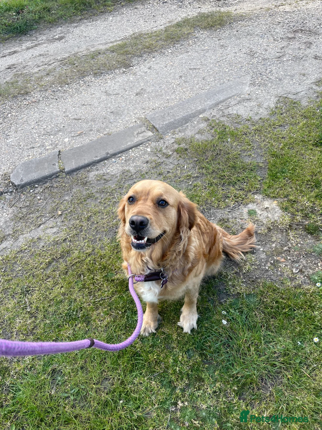 Goldador dogs for sale: Goldador puppies expected 24/06/2026!! - Advert 1